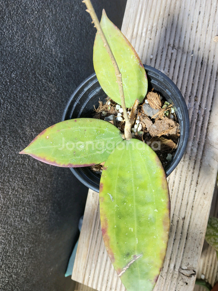 호야 한히애핑크462--2