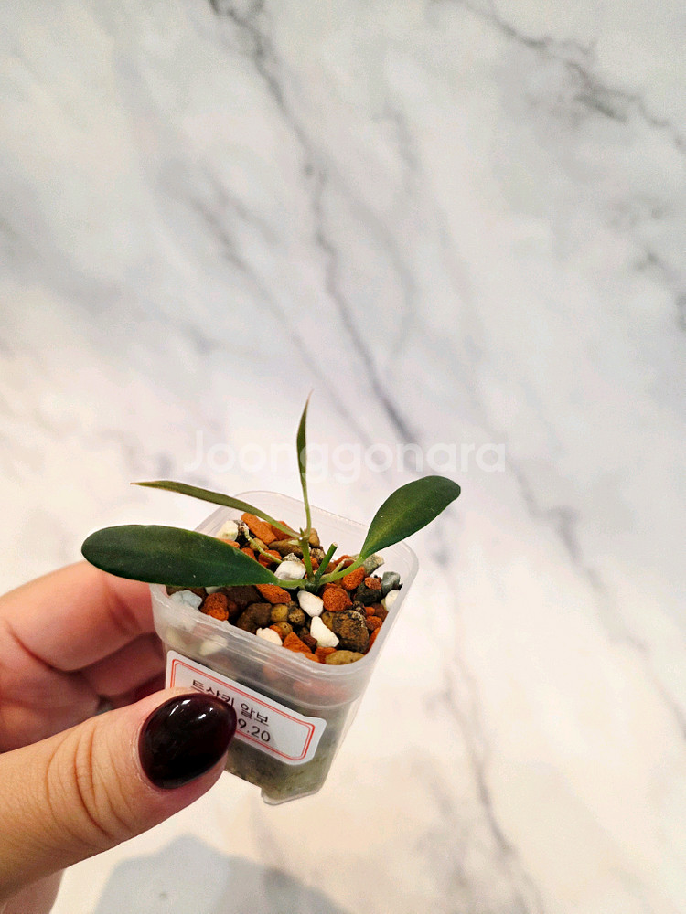 호야 트상기 알보 2번--0