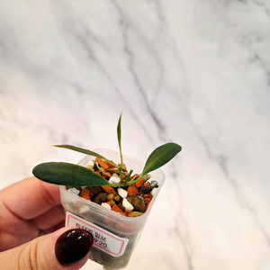 호야 트상기 알보 2번