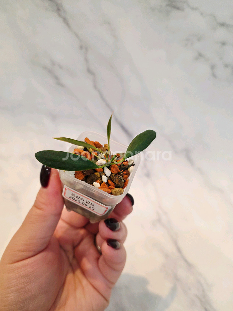 호야 트상기 알보 2번--1