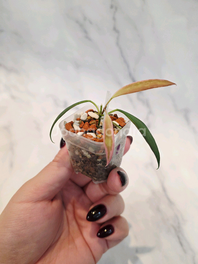 호야 트상기 알보 3번--0