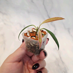 호야 트상기 알보 3번