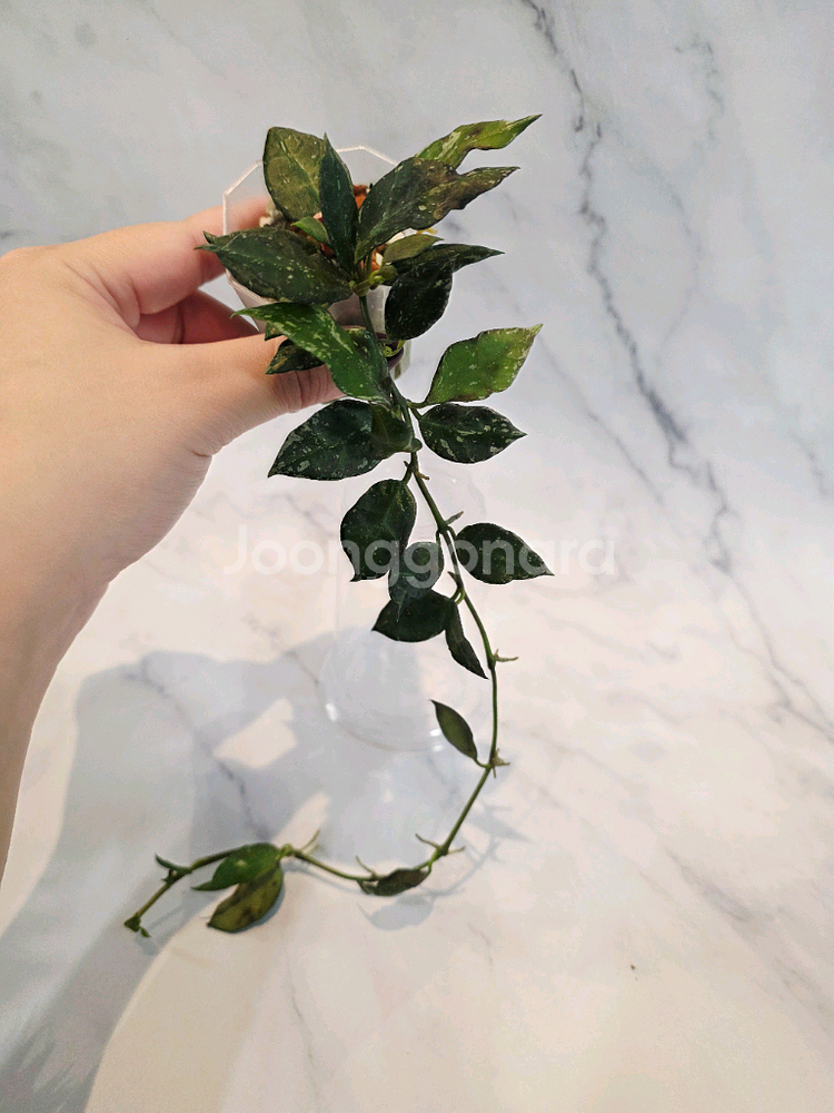 호야 라쿠노사 로얄플러쉬--0