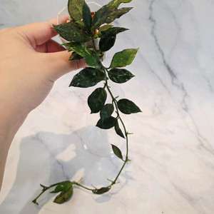 호야 라쿠노사 로얄플러쉬