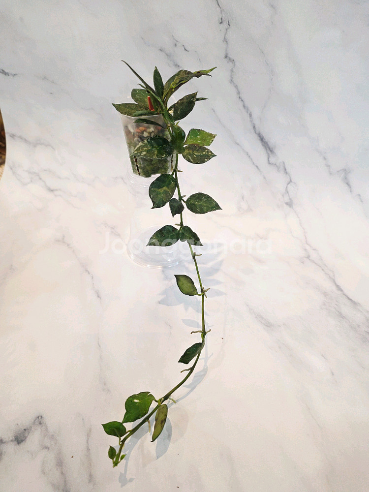 호야 라쿠노사 로얄플러쉬--1