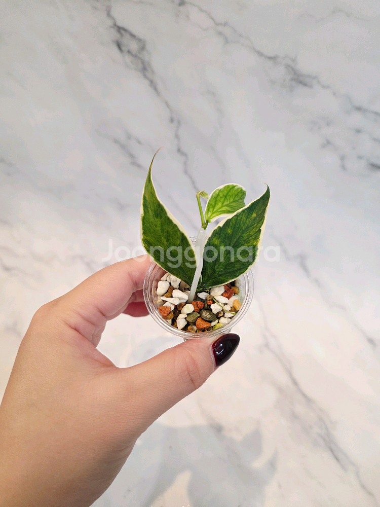 호야 폴리네우라 바리에가타 1번--0