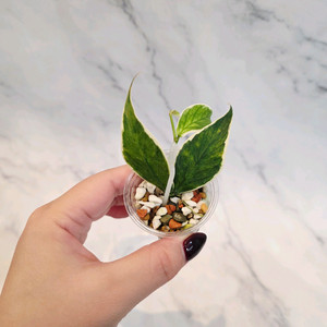 호야 폴리네우라 바리에가타 1번