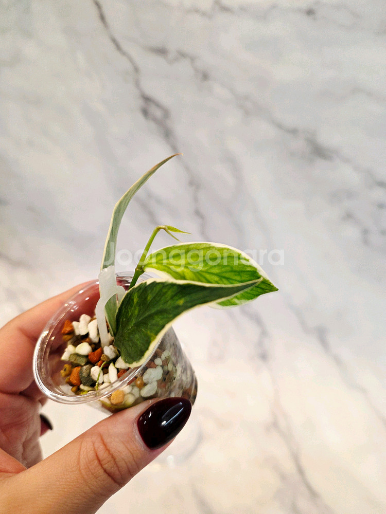 호야 폴리네우라 바리에가타 1번--1