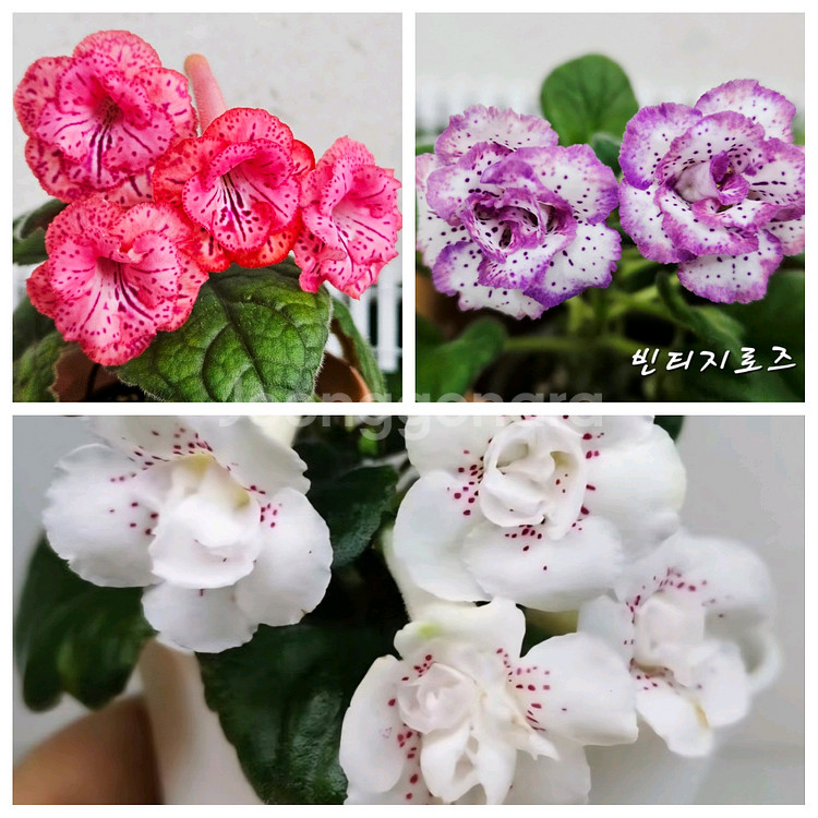 미니신닌기아 3종--0