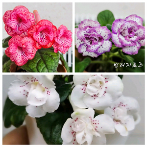 미니신닌기아 3종