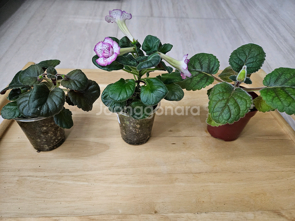 미니신닌기아 3종--2