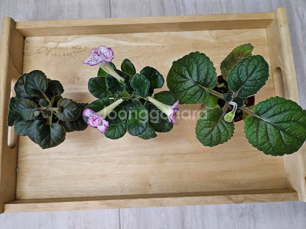 미니신닌기아 3종--1