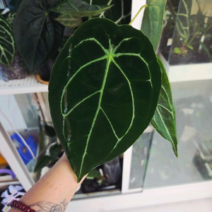 안스리움 포게티x무데아넘