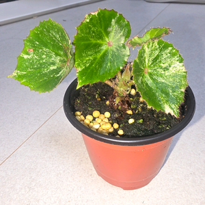 베고니아 무늬루즈