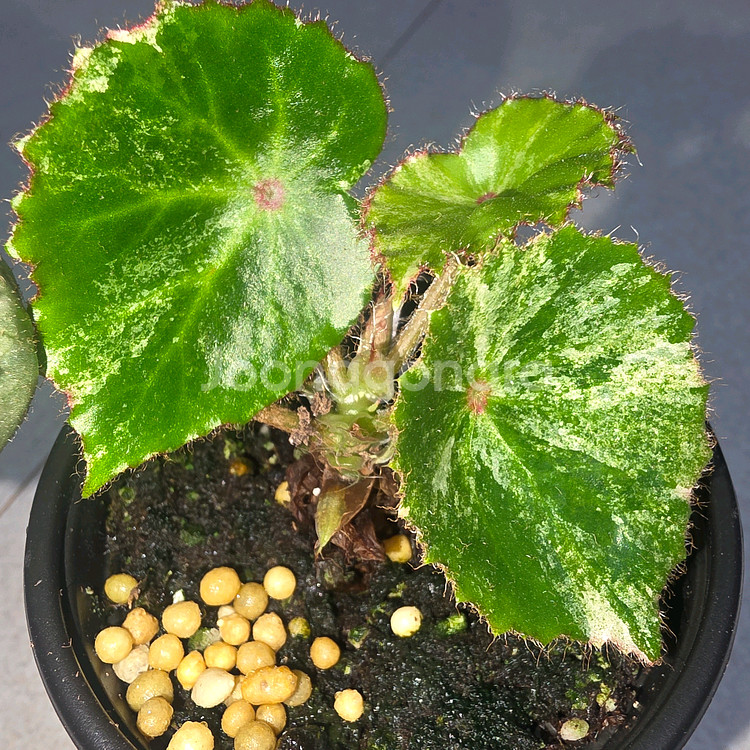 베고니아 무늬루즈--1