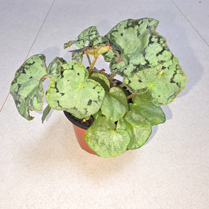 베고니아 그린메탈