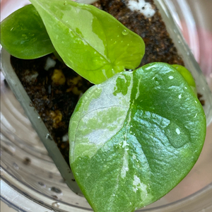 알로카시아 실버드래곤화이트 바리에가타(안스,호야x)