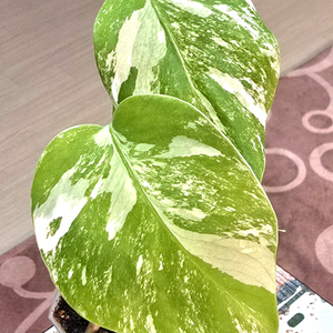 몬스테라알보 보르시지아나 바리에가타