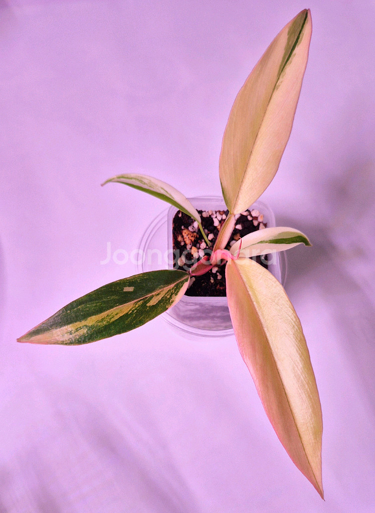 카라멜마블 바리에가타--0