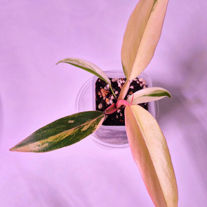 카라멜마블 바리에가타