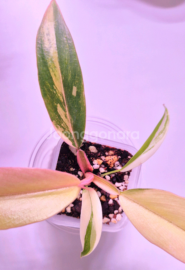 카라멜마블 바리에가타--1