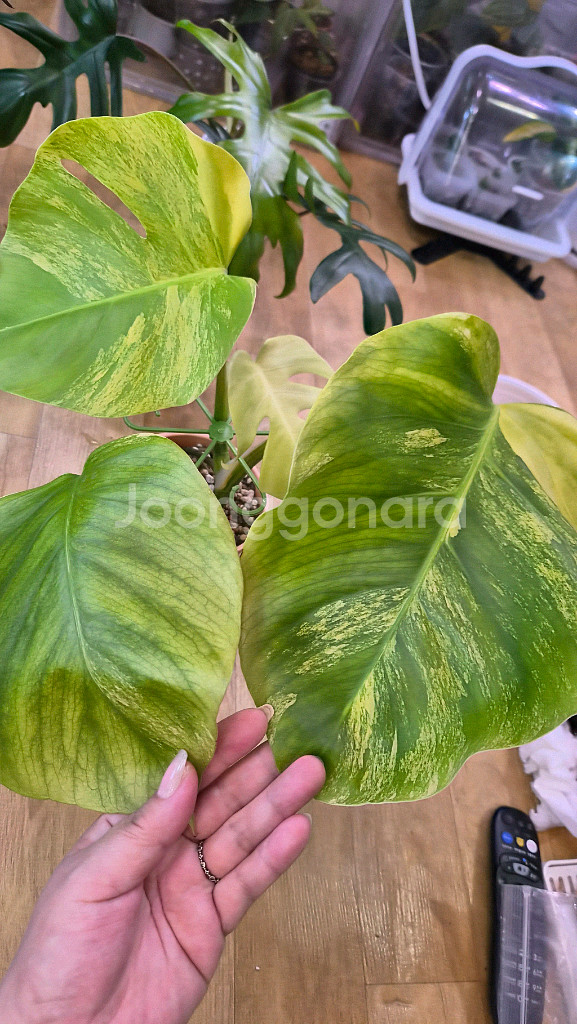 옐로우몬스테라--0