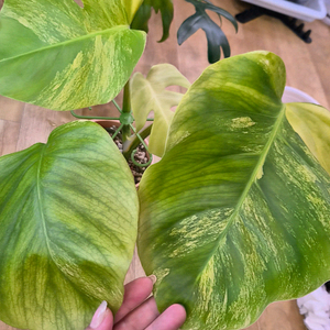 옐로우몬스테라