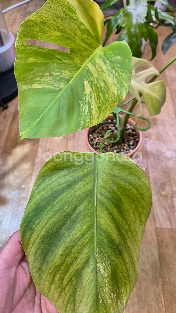 옐로우몬스테라--1