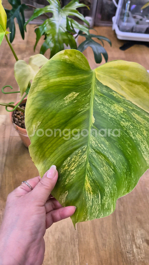옐로우몬스테라--2