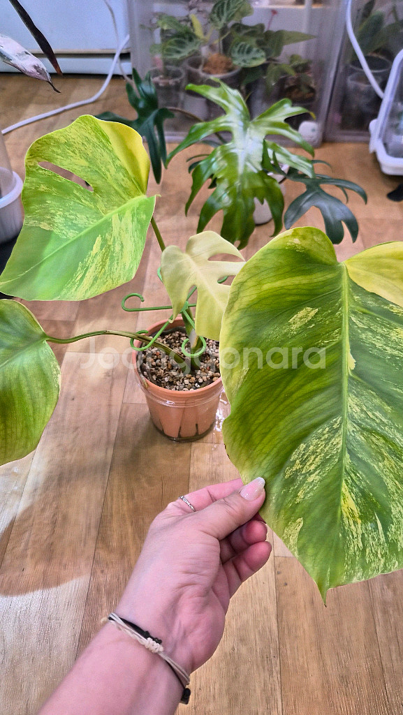 옐로우몬스테라--3