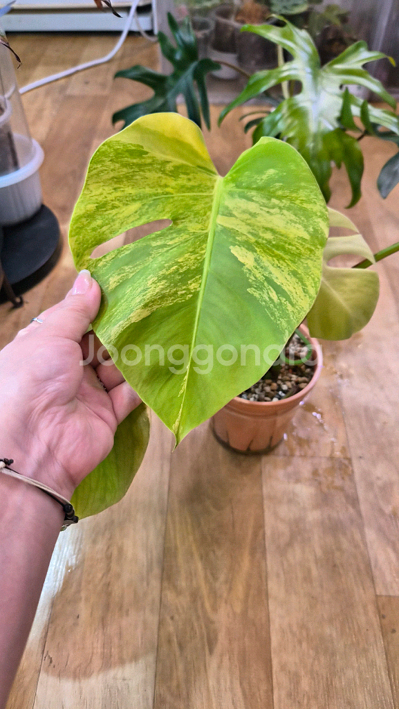 옐로우몬스테라--4