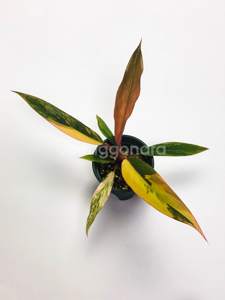 [할인] 필로덴드론 카라멜마블 바리에가타--1