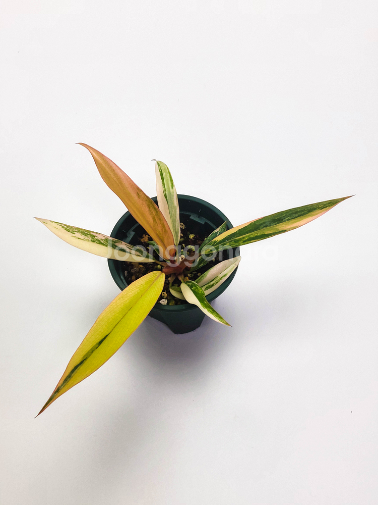 [할인] 필로덴드론 카라멜마블 바리에가타--0