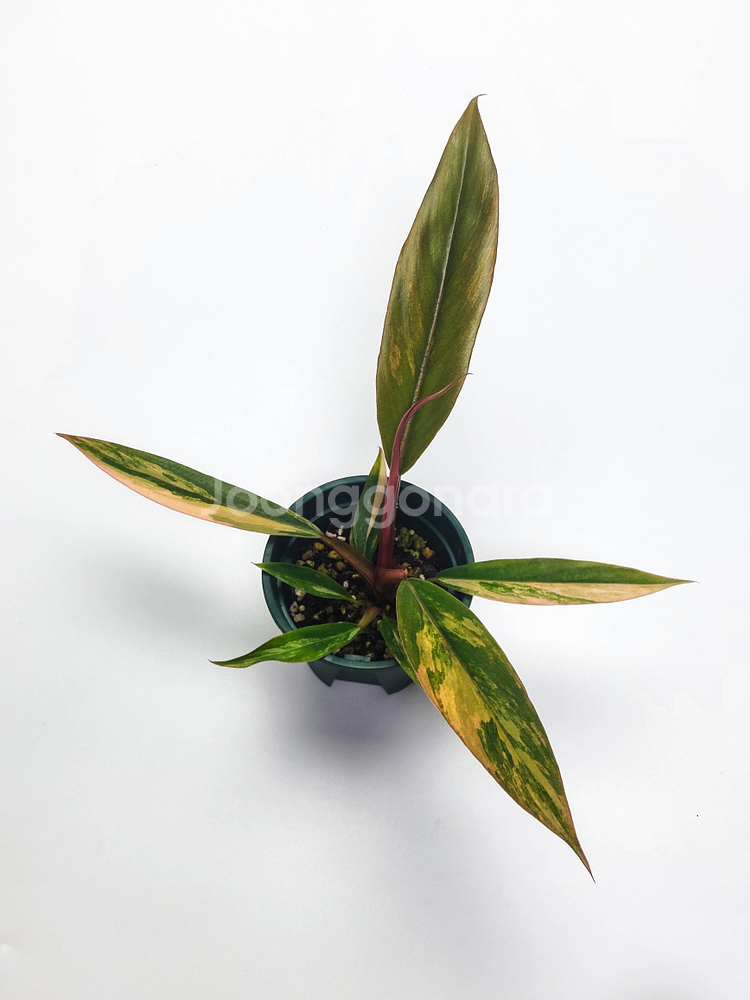 [할인] 필로덴드론 카라멜마블 바리에가타--2