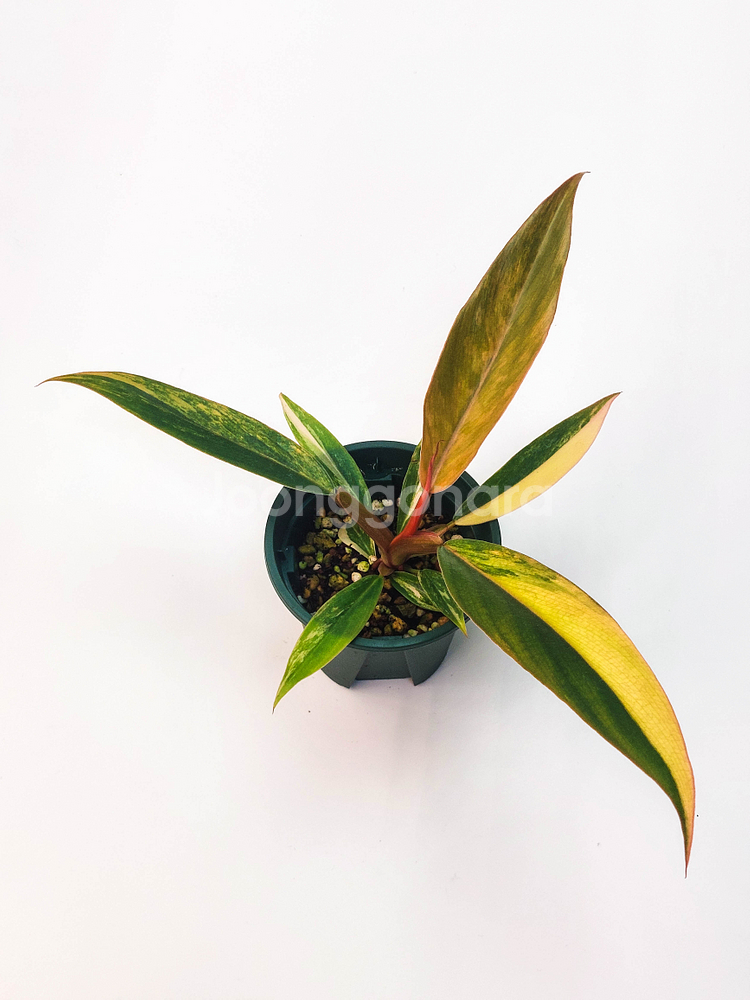 [할인] 필로덴드론 카라멜마블 바리에가타--3