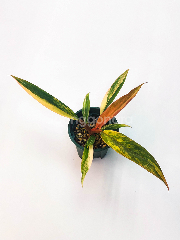 [할인] 필로덴드론 카라멜마블 바리에가타--4