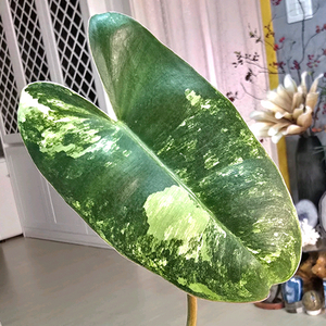 필로덴드론 버럴막스 바리에가타