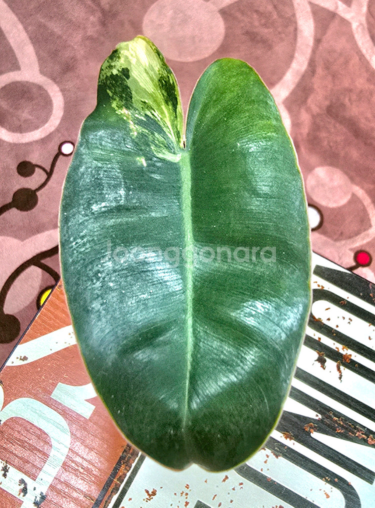 필로덴드론 버럴막스 바리에가타--0