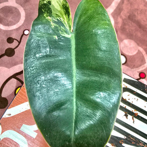 필로덴드론 버럴막스 바리에가타