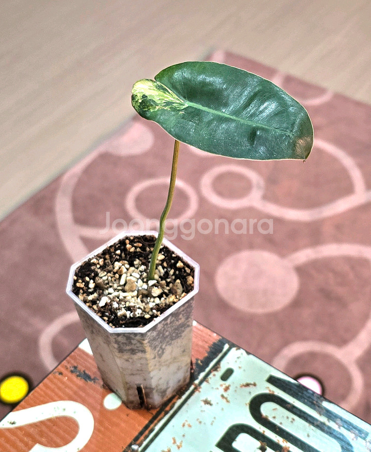 필로덴드론 버럴막스 바리에가타--1