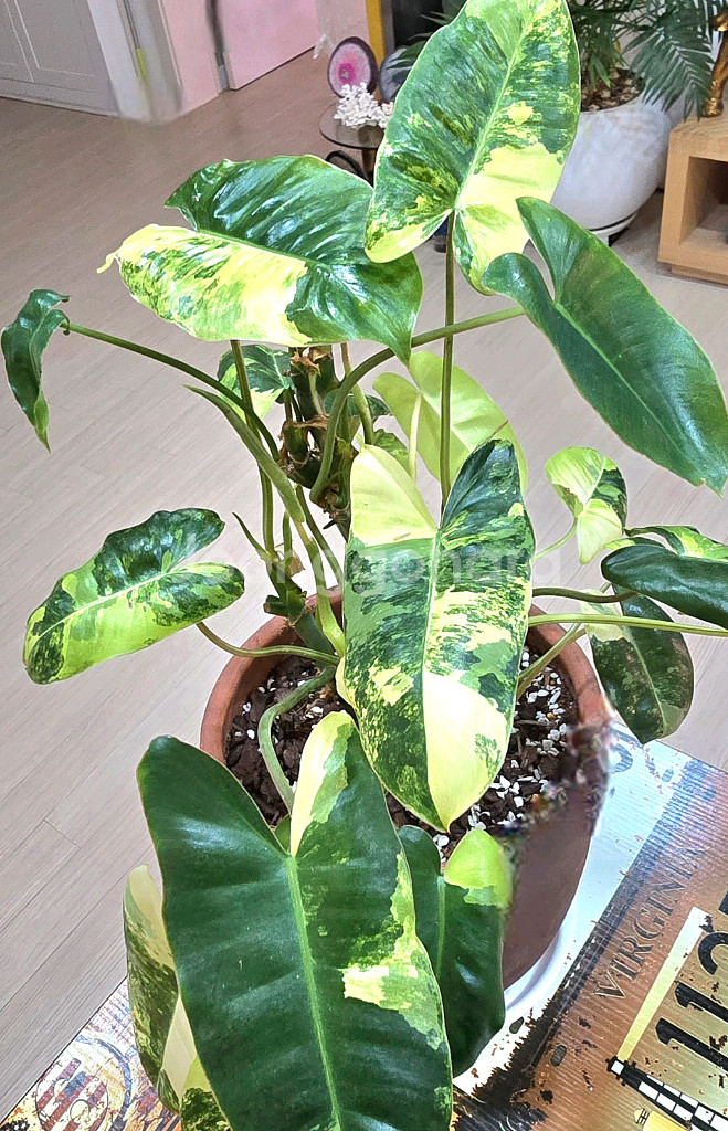 필로덴드론 버럴막스 바리에가타--2