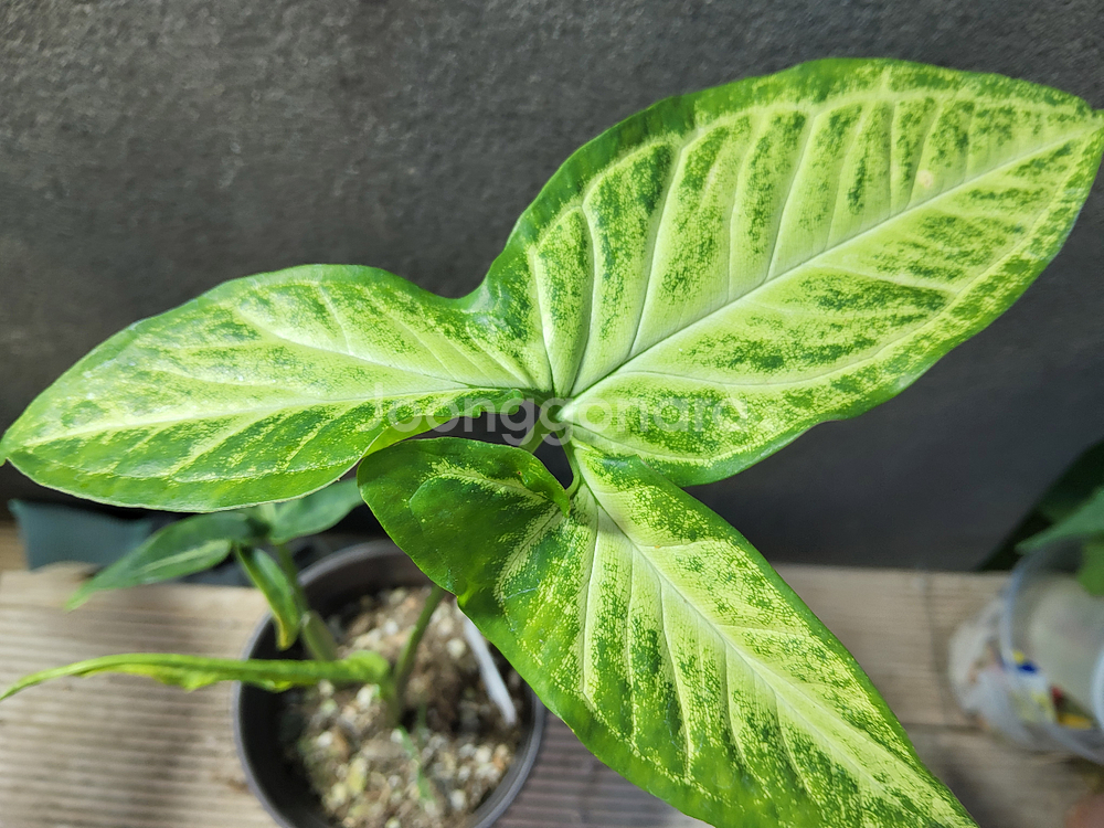 싱고니움 빅그린62--0