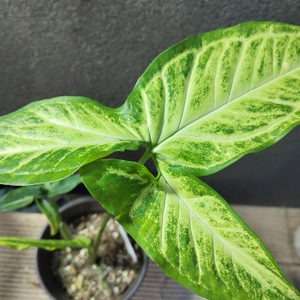 싱고니움 빅그린62