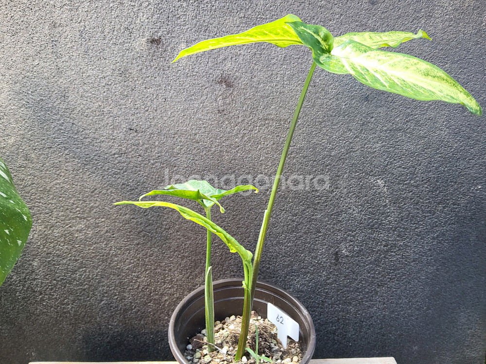 싱고니움 빅그린62--1