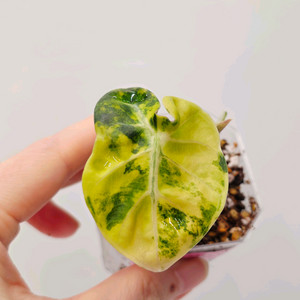 알로카시아 하트벌룬 옐로우 바리에가타