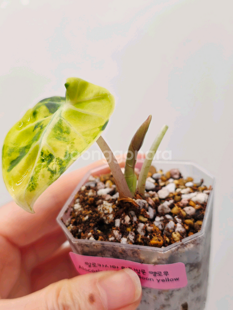 알로카시아 하트벌룬 옐로우 바리에가타--1