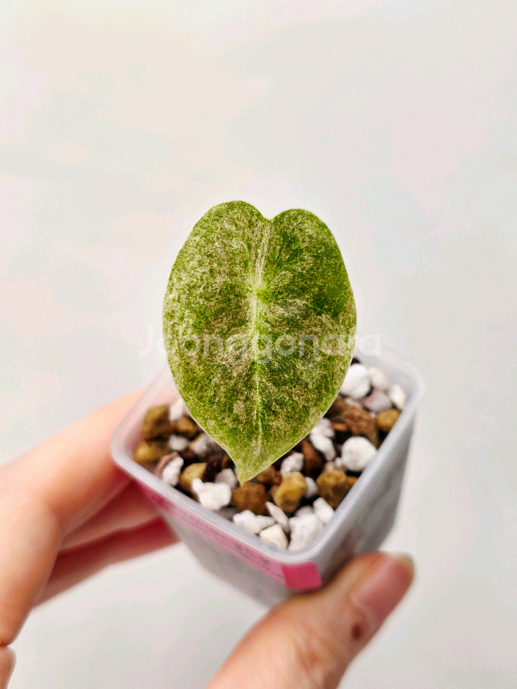 알로카시아 골드본 바리에가타--0