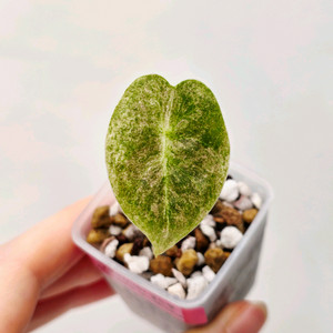 알로카시아 골드본 바리에가타