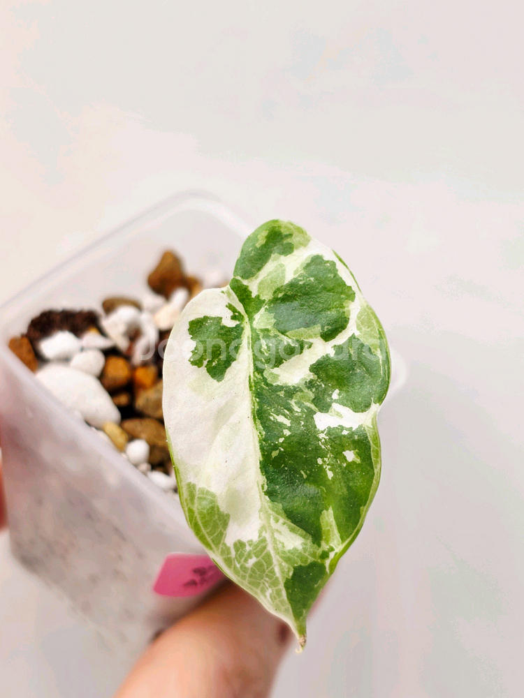 알로카시아 실버드래곤 화이트 바리에가타--0