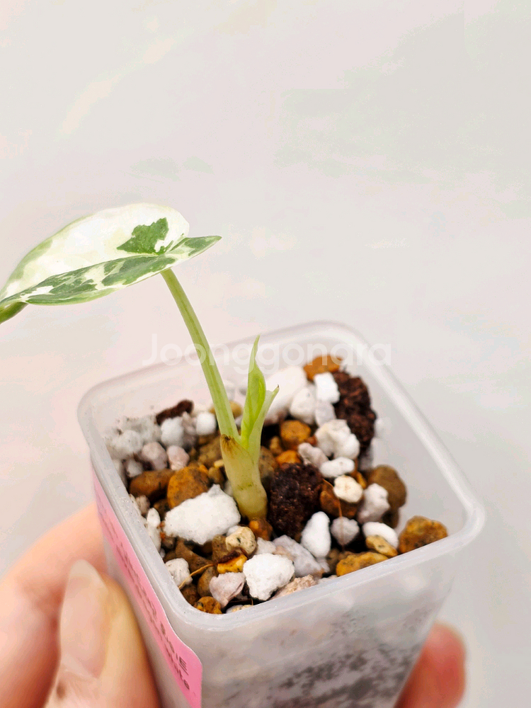 알로카시아 실버드래곤 화이트 바리에가타--1